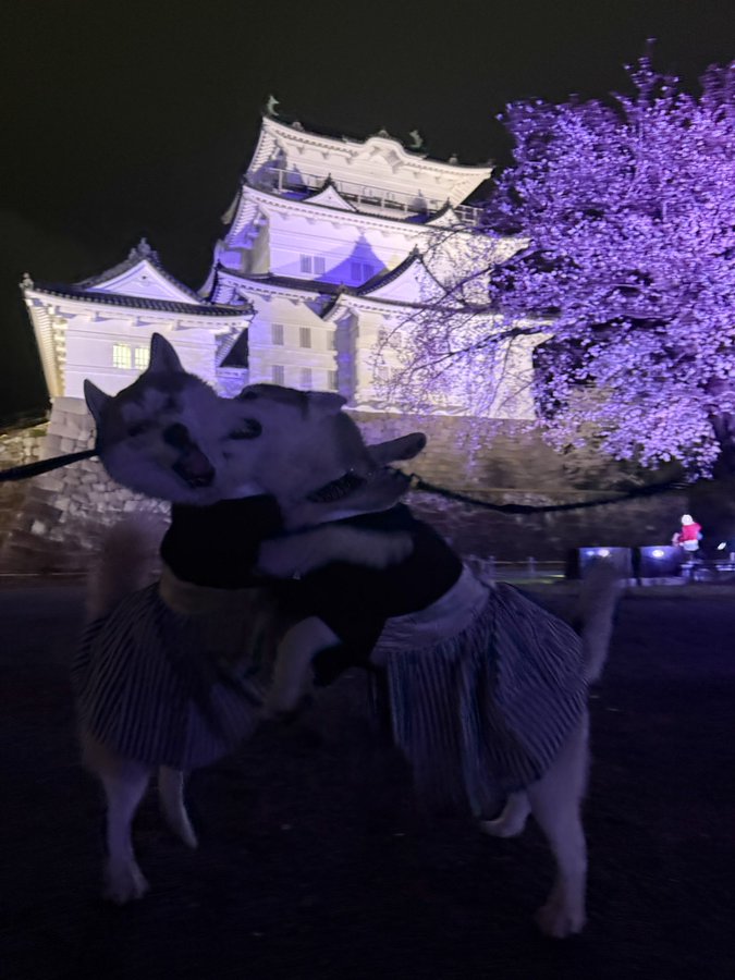 出所：@5rose_husky