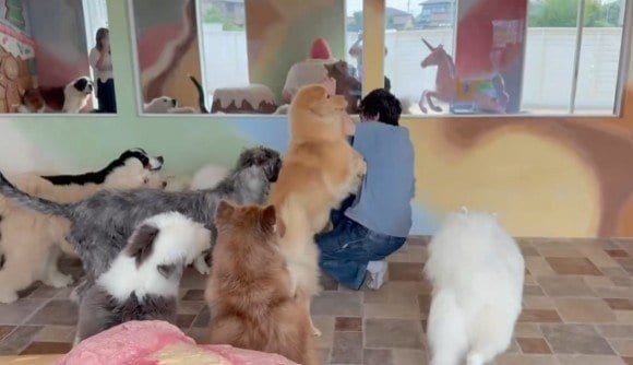大型犬カフェの元スタッフが「1年ぶりに犬達と再会」　熱烈な歓迎の様子にホッコリ