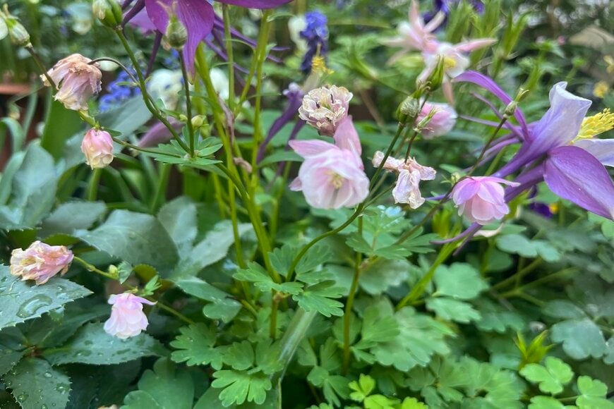 LIMOガーデニング部撮影