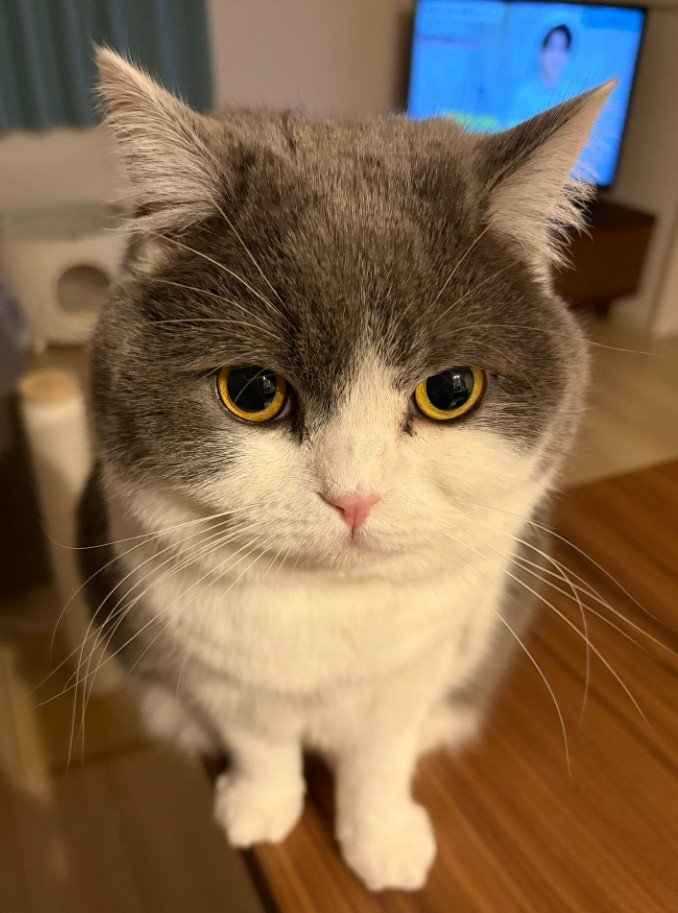 お行儀よくお座りする猫→まさかのワイルドな「犯行現場」に思わず二度見