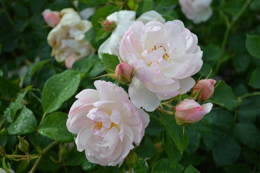 Joe Kuis/shutterstock.com