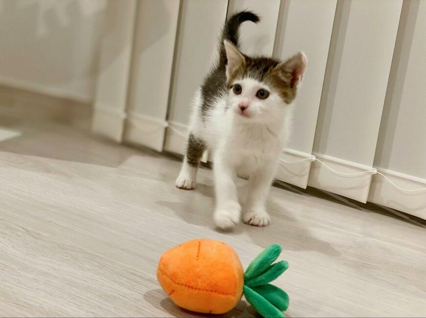 出所：@Saeroyi_cat