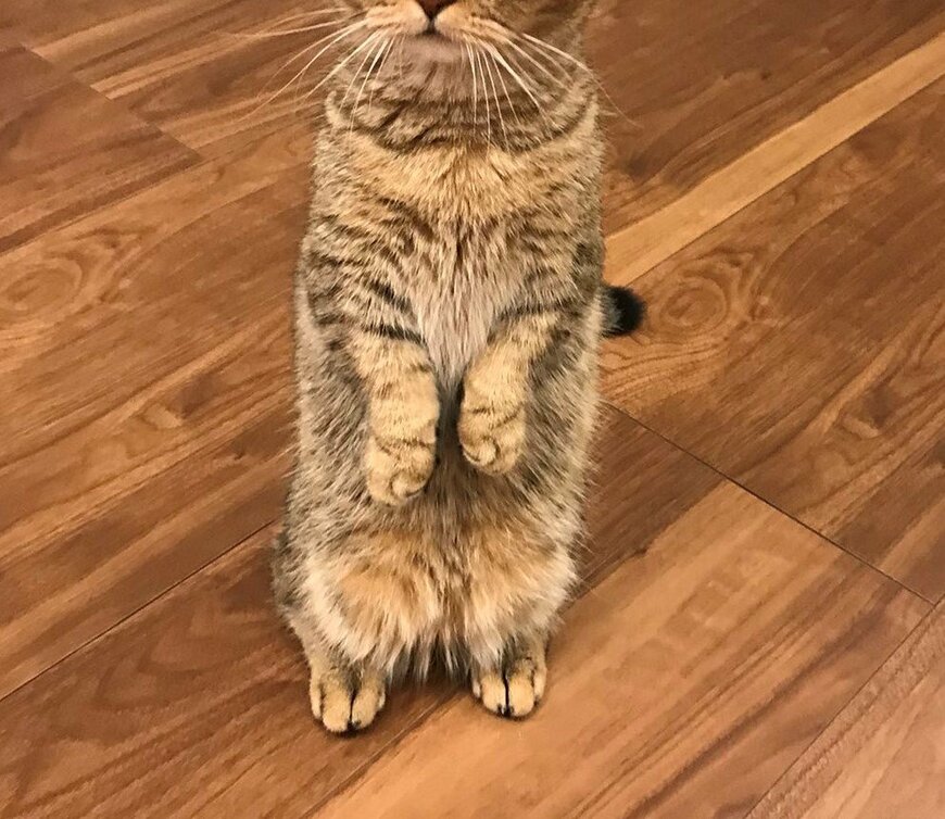 出所：@ponpokopontanu