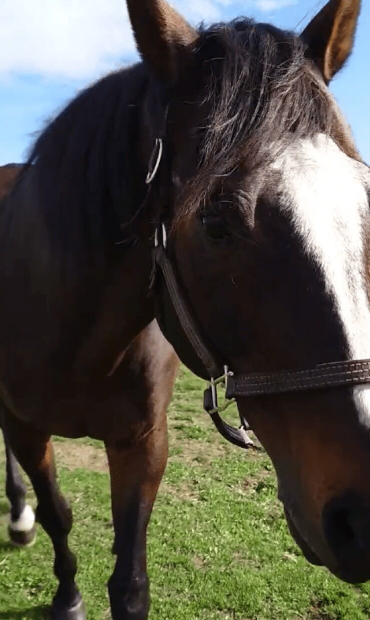 出所：Yogiboヴェルサイユリゾートファーム