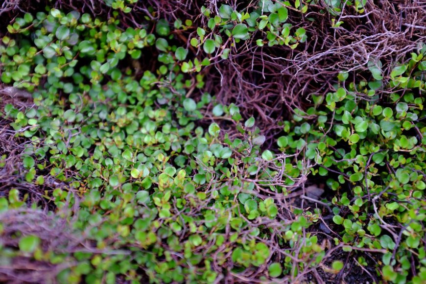 ワイヤープランツ　cristo95/shutterstock.com