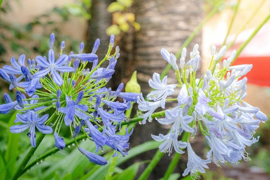 aporlo/shutterstock.com