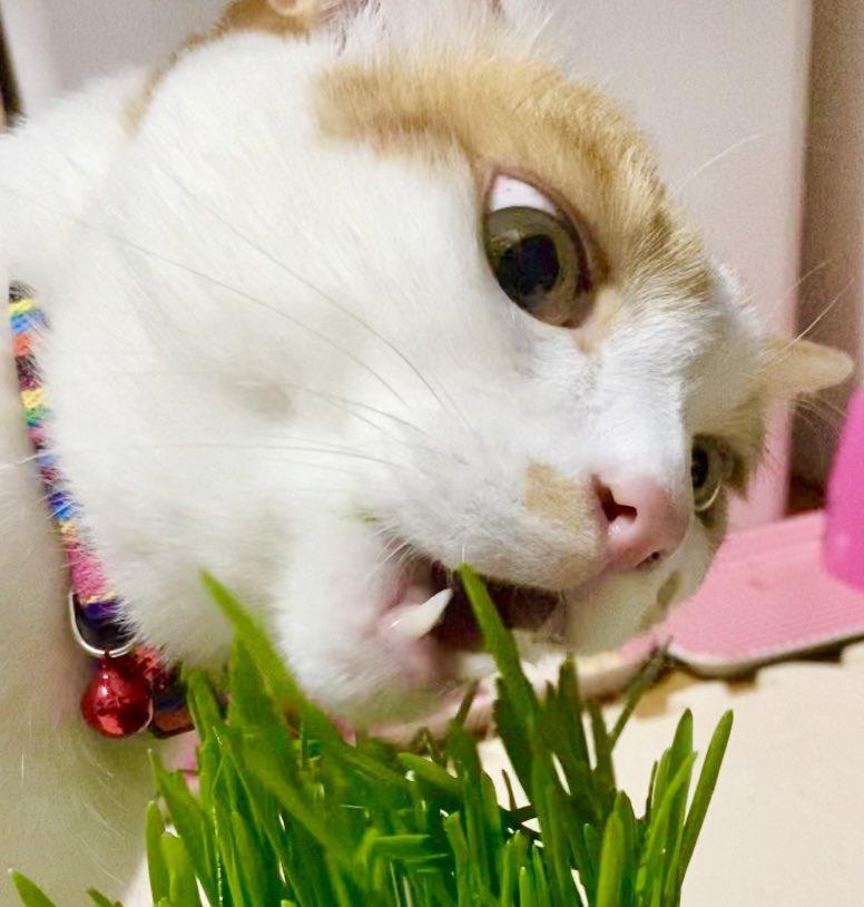 出所：@luna7taka9