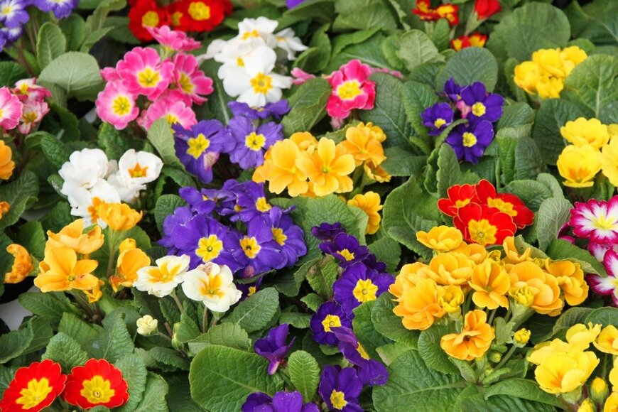 ChiccoDodiFC/istockphoto.com