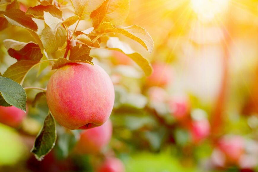 Bizoner/shutterstock.com