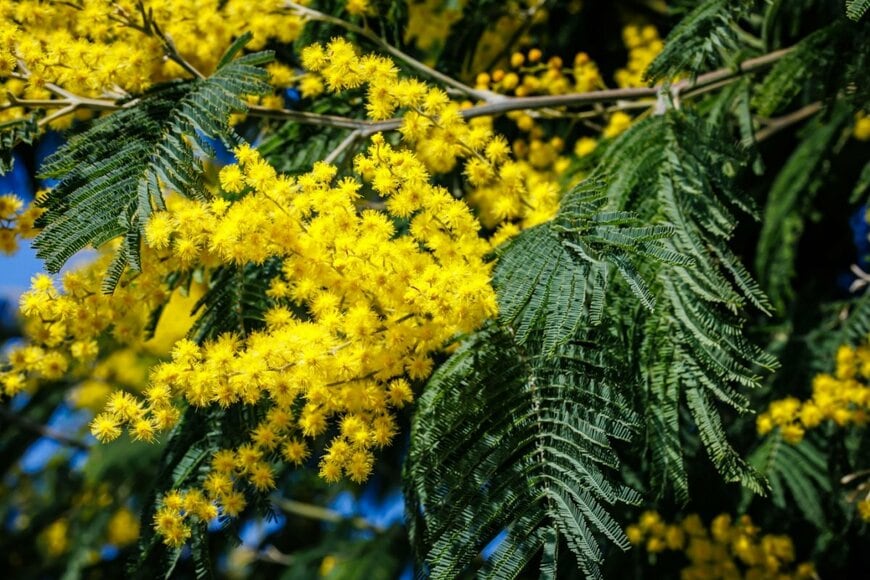 nnattalli/shutterstock.com