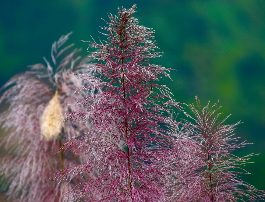 ミューレンベルギア（Appography/istock.com）
