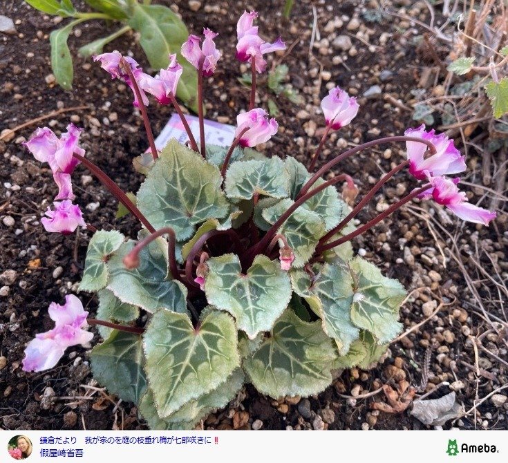 出所：假屋崎省吾の公式ブログ　参照日：2026年2月20日