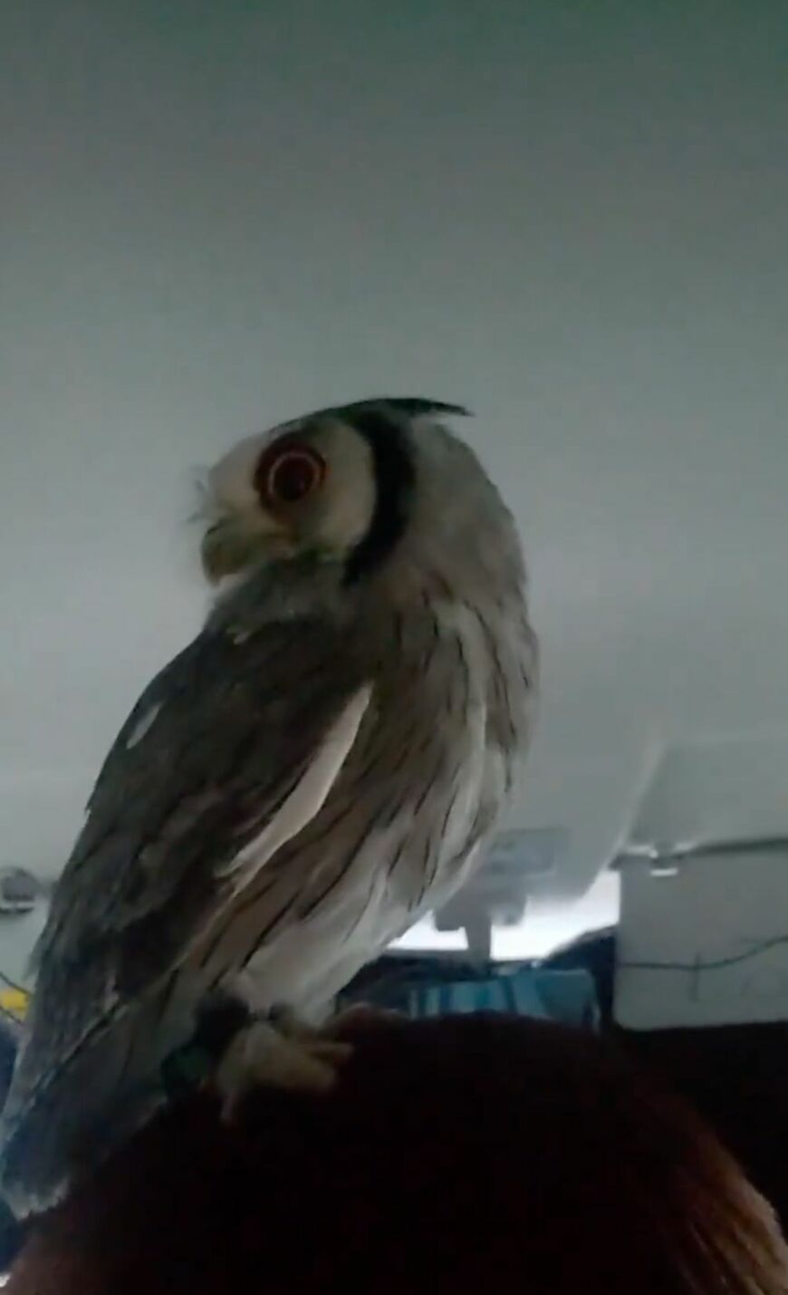 出所：@joker1999jr