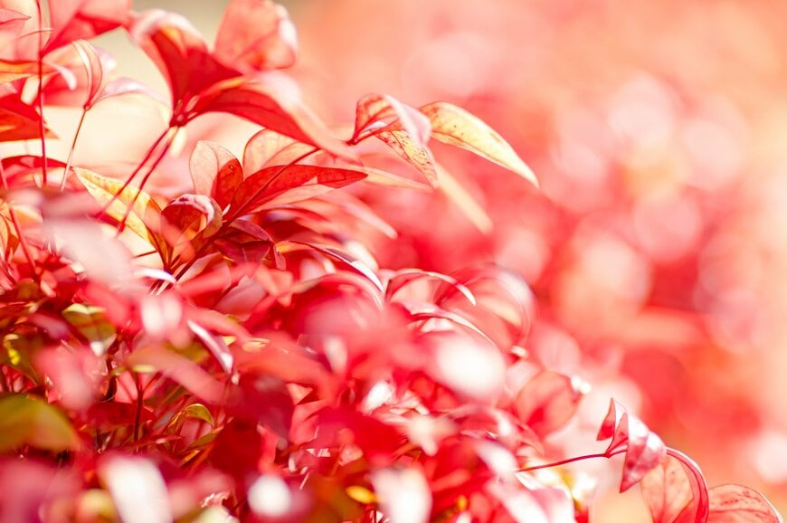 秋～冬ずっと紅葉が楽しめる【常緑多年草＆中低木】7選！ローメンテ＆日陰や狭い庭OKの植物も