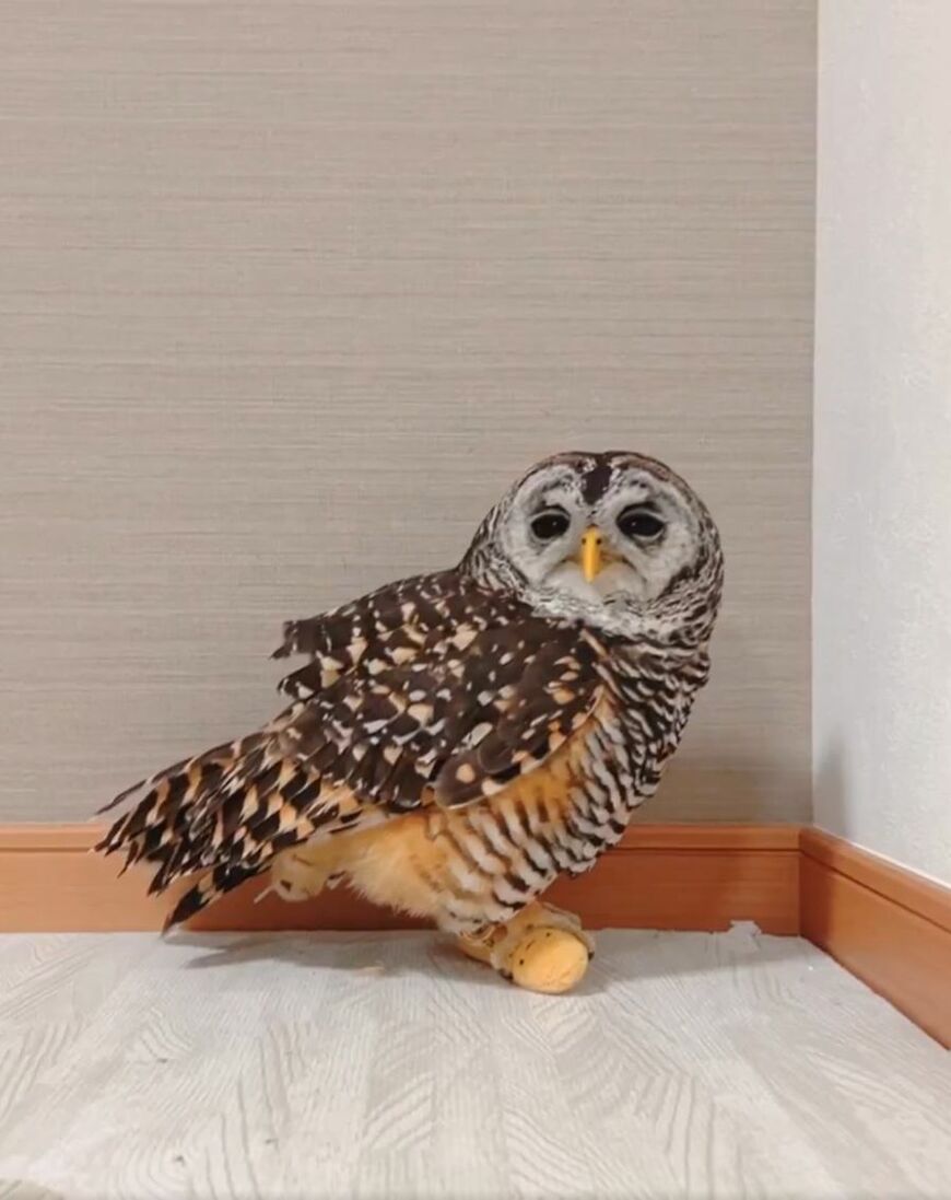 【眠る瞬間のフクロウ】睡魔に抗えない素直な姿に「かわいい」と癒される人が続出