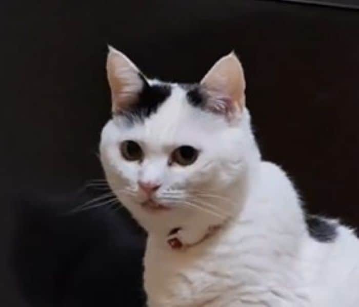 テレビ画面の前に座る猫ちゃん「まさかの存在」に気づいた様子が面白かわいい