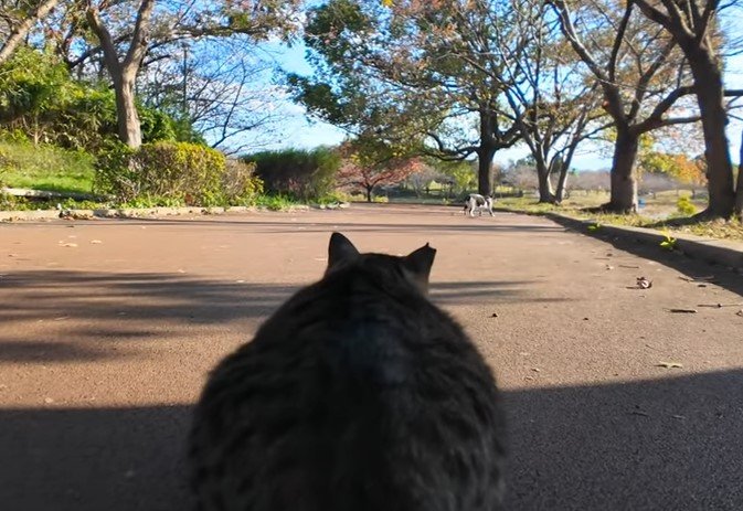 出所：@ImpressedCatVideo