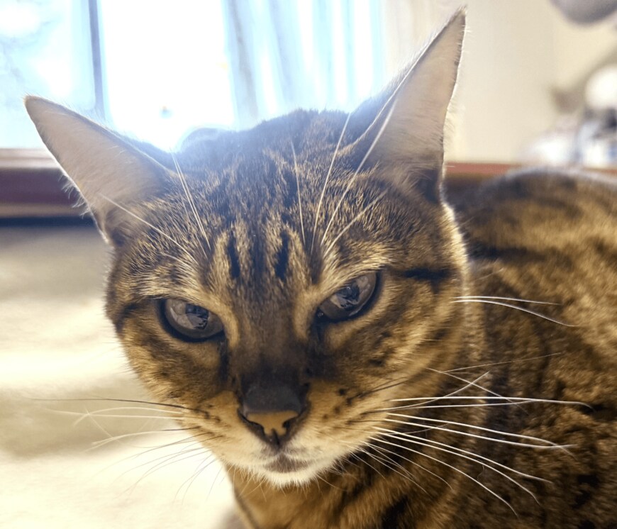 出所：@Beercat_Ana_Dar