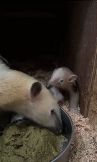 提供：愛媛県立とべ動物園