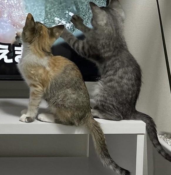 出所：@totomaru_hanmi