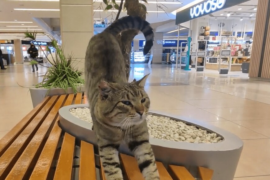 出所：@nekosanpoch