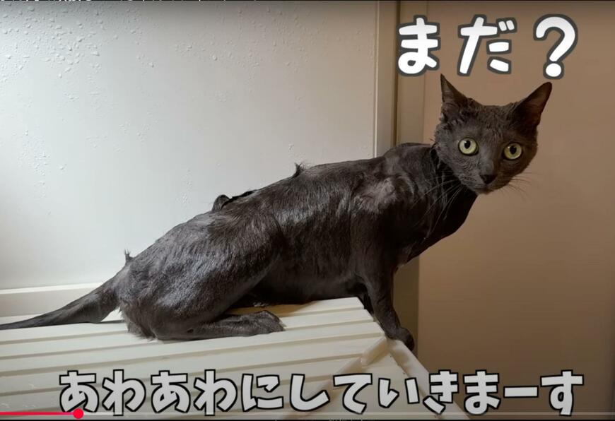 【シャンプーに文句を言う猫】目をまん丸にしながらも…健気に頑張る様子が愛らしい！