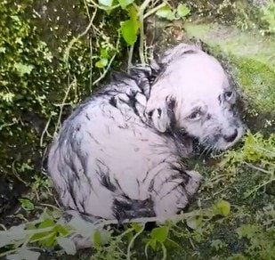 道端で横たわり震える子犬……生死の境をさまよった末、待っていた“幸せな未来”に感動