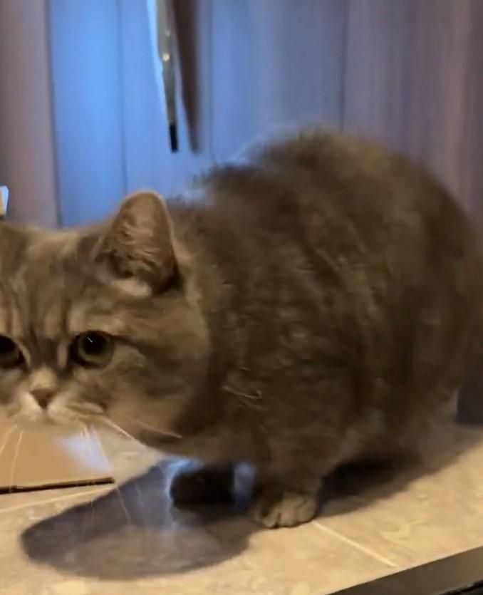 出所：@himaritomugi