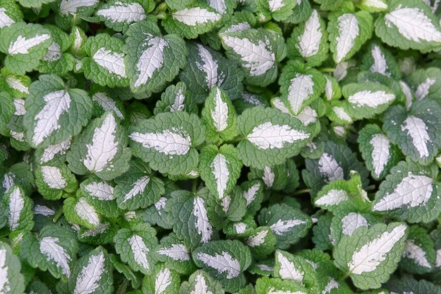 Orthosie/istockphoto.com