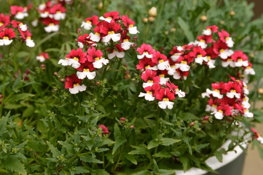 Jana Milin/istockphoto.com