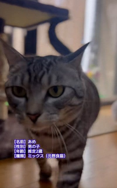 【わくわく猫ちゃん】お散歩準備中の元保護猫ちゃん、うきうきが伝わってくる様子が可愛い