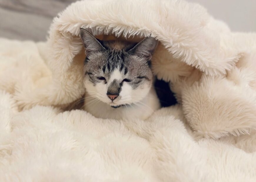 出所：@piennekomint