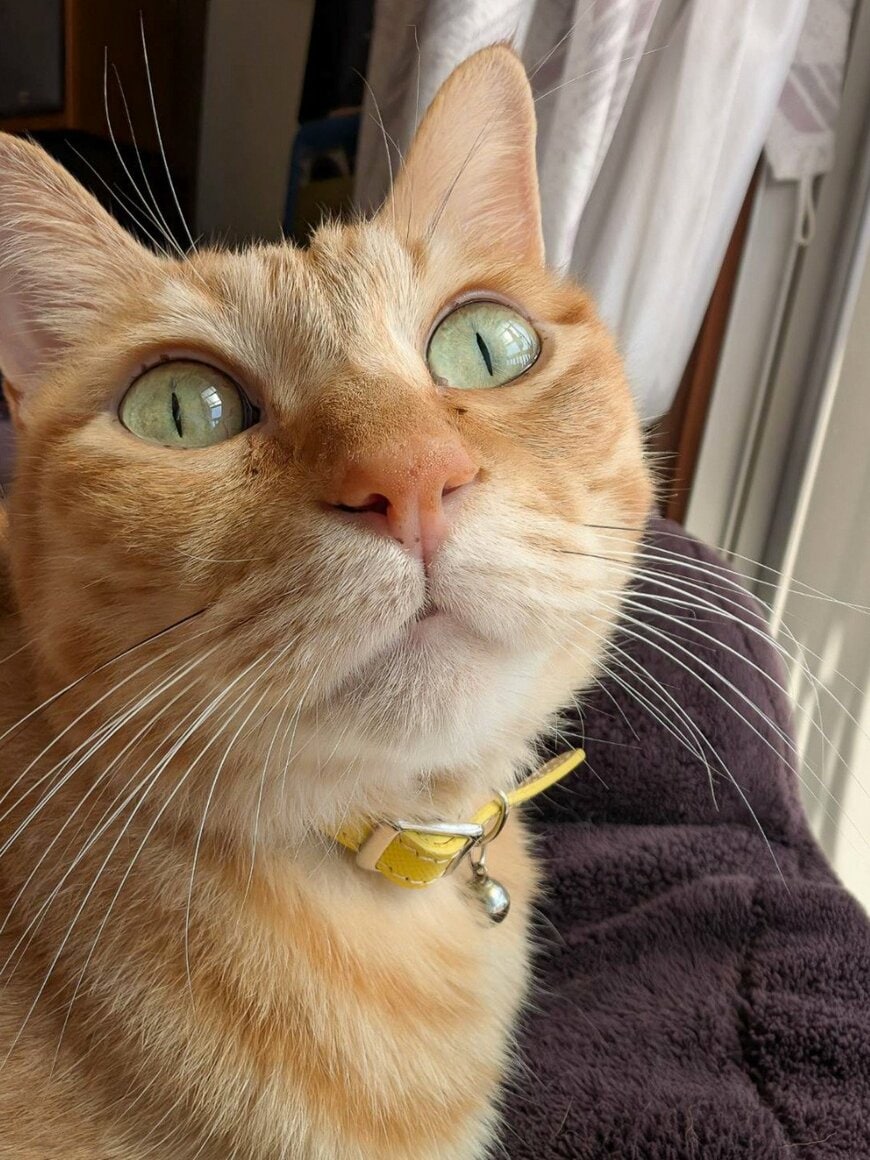 【まさか】猫の意外すぎる「ウインク」に思わず目を疑う！「やられた〜w」と大反響
