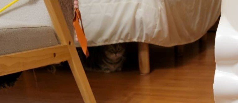 出所：@nekotansoku