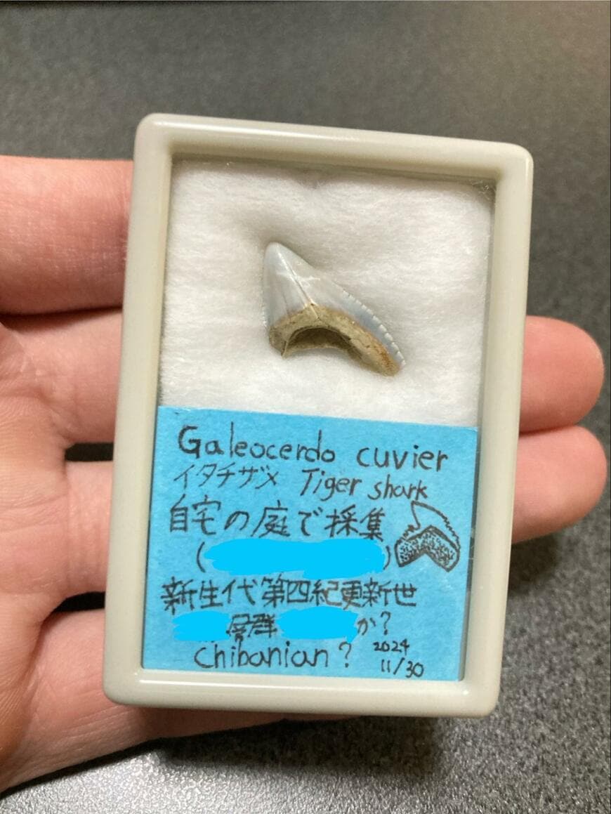 出所：@angustidens