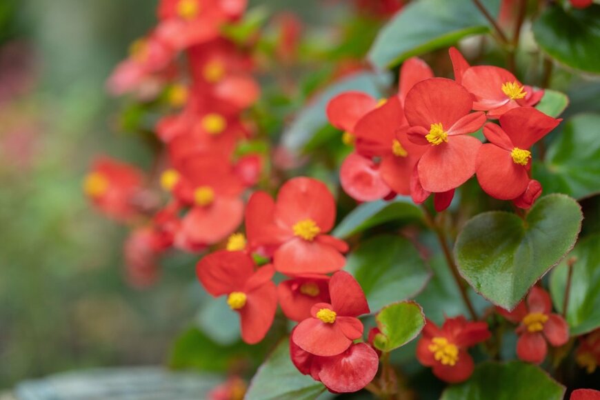 Amalia Gruber/shutterstock.com