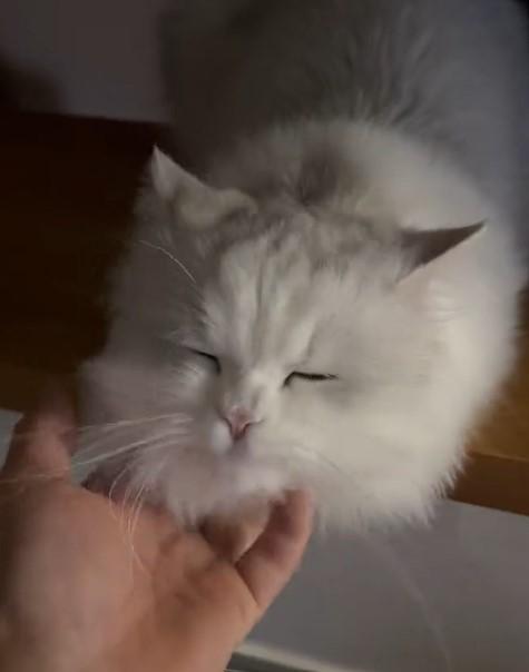 出所：@NEKOLAND13