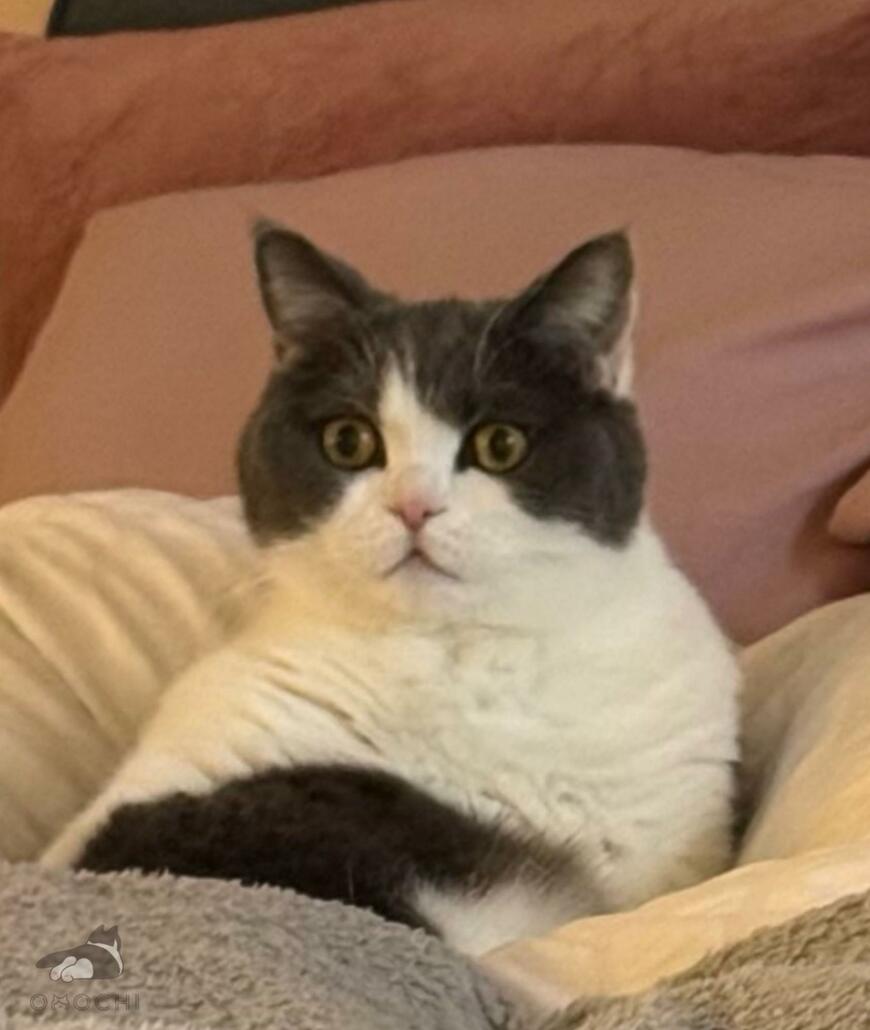 出所：@omochiomoching