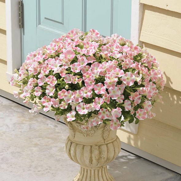 出所：サントリーフラワーズ　サフィニアアート（ももいろハート）