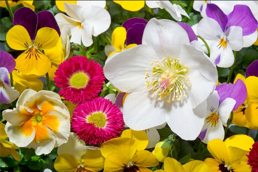 【冬の寄せ植えガーデニングに重宝！】春まで長く花が咲くおすすめの植物8選