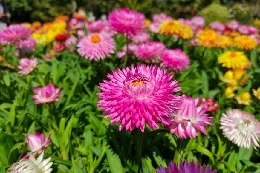 ピンクやオレンジの花を咲かせている、ヘリクリサム