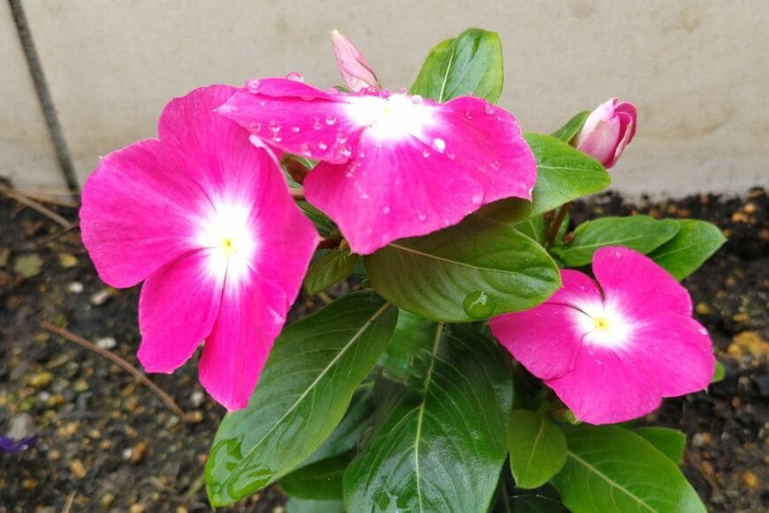 ピンクの花を咲かせている、ニチニチソウ。花の中心は白