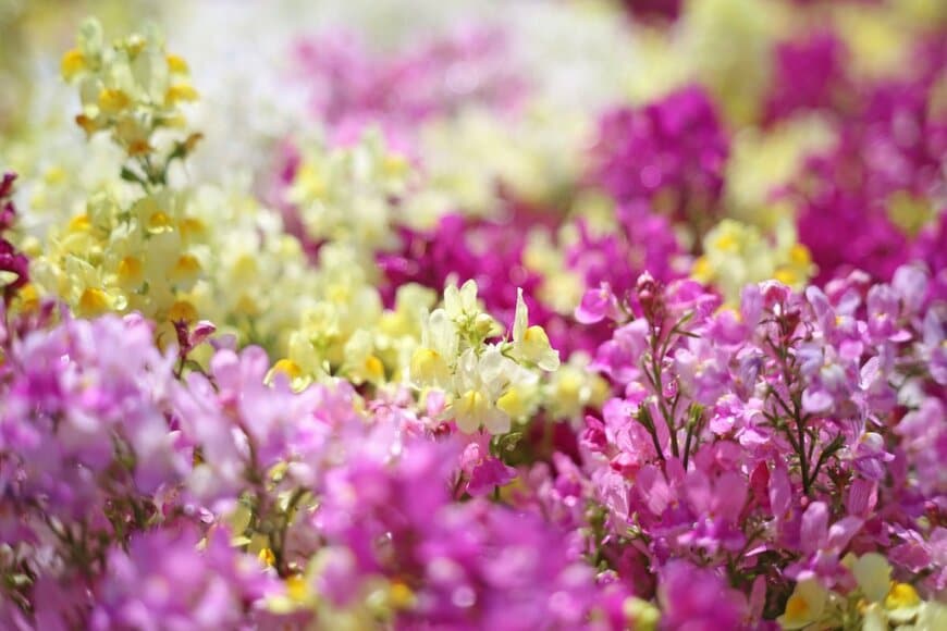 リナリアの花が咲いている。色はピンクとクリーム色。