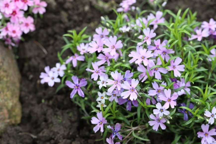 薄桃色の花を咲かせている、シバザクラ