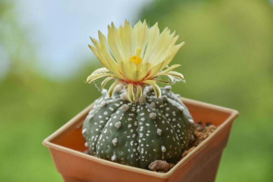 どっしりとした丸いフォルムと白い斑点が特徴の兜丸