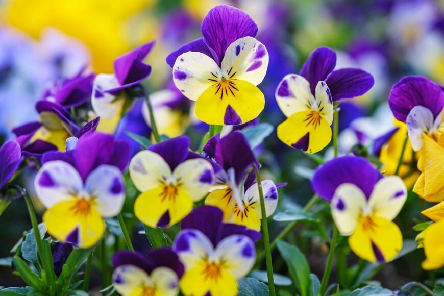 パンジーの花。色は青紫と黄色と白の複色