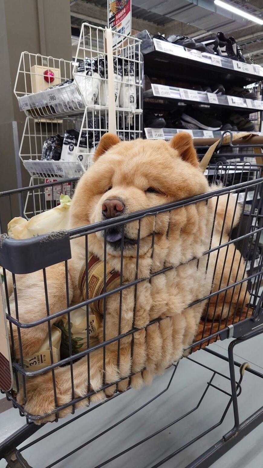 ペット用のカートでくつろぐ犬