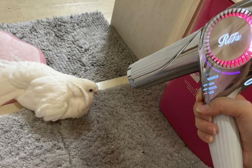 ドライヤーで乾かされる鳩