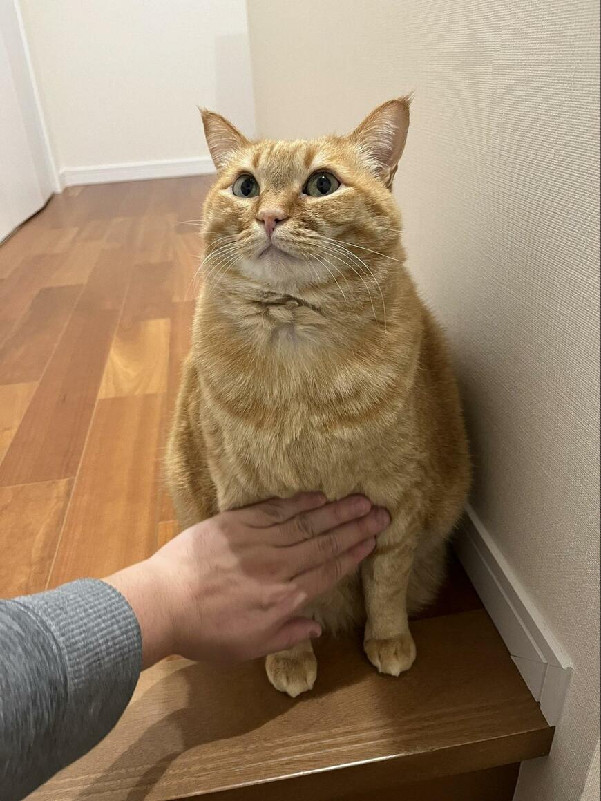 飼い主を見上げる猫