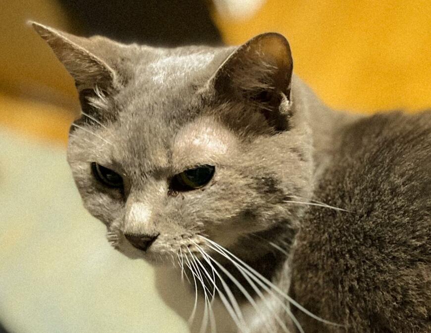 猫の顔アップ